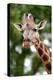 Giraffe-Kitch Bain-Premier Image Canvas