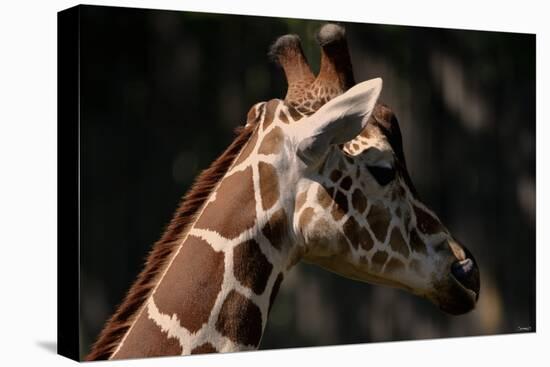 Giraffe-Gordon Semmens-Premier Image Canvas