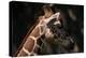 Giraffe-Gordon Semmens-Premier Image Canvas