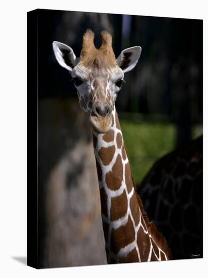 Giraffe-Gordon Semmens-Premier Image Canvas