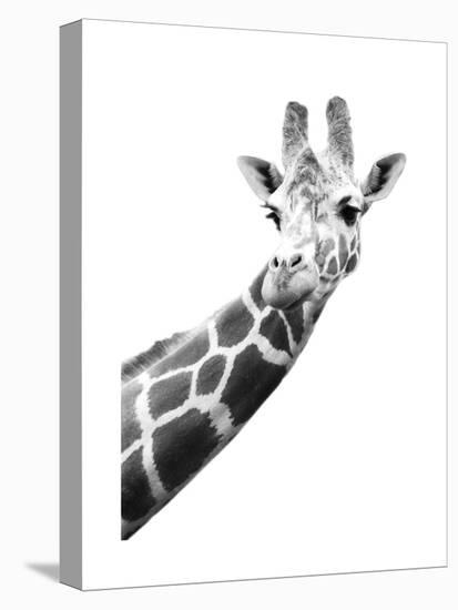 Giraffe-null-Stretched Canvas