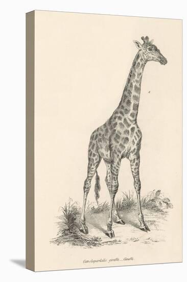 Giraffe-null-Premier Image Canvas