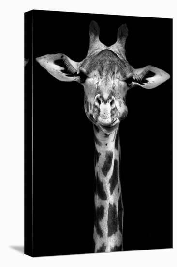 Giraffe-Incado-Premier Image Canvas