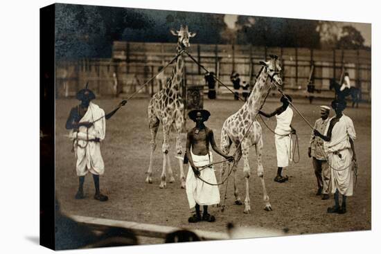 Giraffes and their Somali Handlers, C.1905-null-Premier Image Canvas