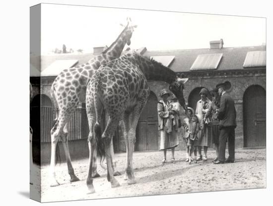 Giraffes and Visitors at Zsl London Zoo, from July 1926-Frederick William Bond-Premier Image Canvas