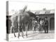 Giraffes and Visitors at Zsl London Zoo, from July 1926-Frederick William Bond-Premier Image Canvas