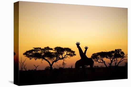 Giraffes at Dusk, Chobe National Park, Botswana-Paul Souders-Premier Image Canvas