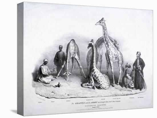 Giraffes at the Zoological Gardens, Regent's Park, Marylebone, London, 1836-George Scharf-Premier Image Canvas