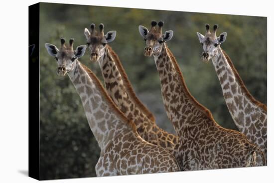 Giraffes in a Row-Staffan Widstrand-Stretched Canvas