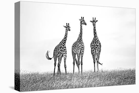 Giraffes in the Mara plains-Xavier Ortega-Premier Image Canvas