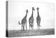 Giraffes in the Mara plains-Xavier Ortega-Premier Image Canvas