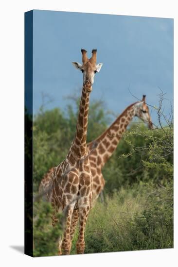 Giraffes, Marataba, Marakele National Park-Ben Pipe-Premier Image Canvas