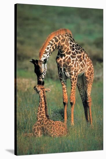 Giraffes Mother and Baby-null-Stretched Canvas