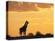 Giraffes, Silhouetted at Sunset, Etosha National Park, Namibia, Africa-Ann & Steve Toon-Premier Image Canvas