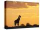 Giraffes, Silhouetted at Sunset, Etosha National Park, Namibia, Africa-Ann & Steve Toon-Premier Image Canvas