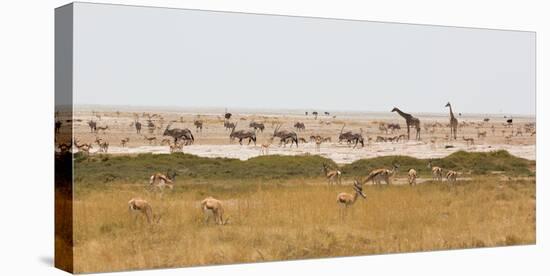 Giraffes, Springbok, Oryx Among Others in Etosha National Park, Namibia, by a Watering Hole-Alex Saberi-Premier Image Canvas