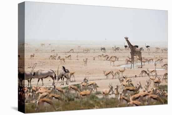 Giraffes, Springbok, Oryx Among Others in Etosha National Park, Namibia, by a Watering Hole-Alex Saberi-Premier Image Canvas