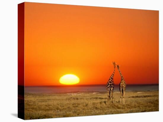 Giraffes Stretch their Necks at Sunset, Ethosha National Park, Namibia-Janis Miglavs-Premier Image Canvas