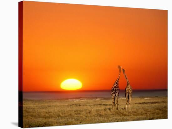 Giraffes Stretch their Necks at Sunset, Ethosha National Park, Namibia-Janis Miglavs-Premier Image Canvas