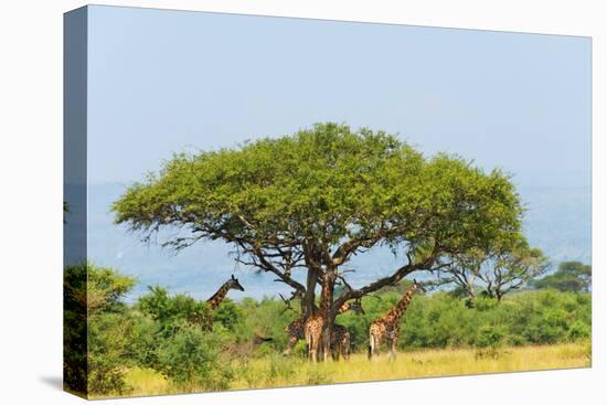 Giraffes under an acacia tree on the savanna, Murchison Falls National park, Uganda-Keren Su-Premier Image Canvas