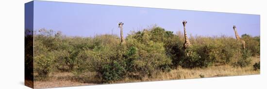 Giraffes Walking in a Field, Masai Mara National Reserve, Kenya-null-Premier Image Canvas