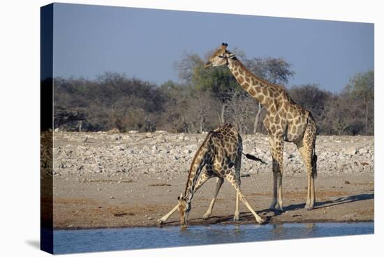 Giraffes-Peter Chadwick-Premier Image Canvas