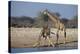 Giraffes-Peter Chadwick-Premier Image Canvas