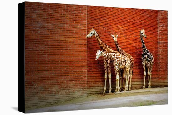 Giraffes-yuran-78-Premier Image Canvas