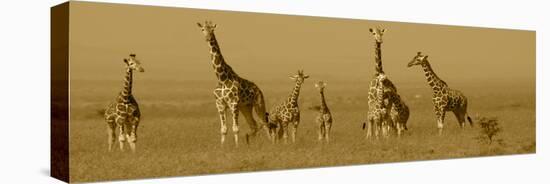 Giraffes-Sarah Farnsworth-Premier Image Canvas