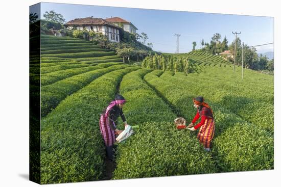 Girls Collecting Tea in Field in Rize, Black Sea Region of Turkey-Ali Kabas-Premier Image Canvas