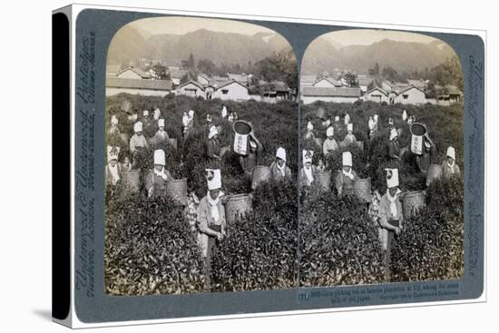 Girls Picking Tea on the Famous Plantation at Uji, Japan, 1904-Underwood & Underwood-Premier Image Canvas