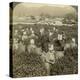 Girls Picking Tea, Uji, Japan-Underwood & Underwood-Premier Image Canvas