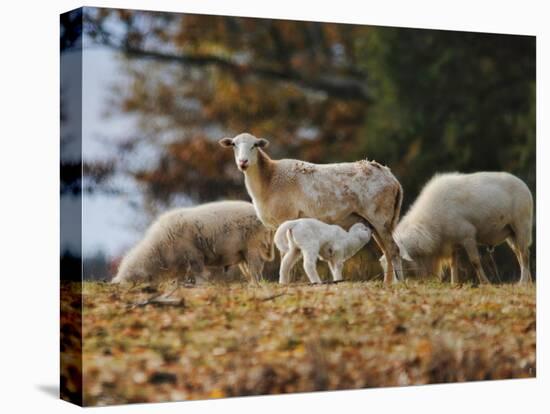 Giving Nourishment Sheep-Jai Johnson-Premier Image Canvas