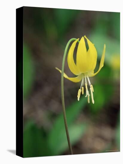 Glacier Lily (Dogtooth Violet) (Erythronium Grandiflorum), Glacier National Park, Montana-James Hager-Premier Image Canvas