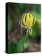 Glacier Lily (Dogtooth Violet) (Erythronium Grandiflorum), Glacier National Park, Montana-James Hager-Premier Image Canvas