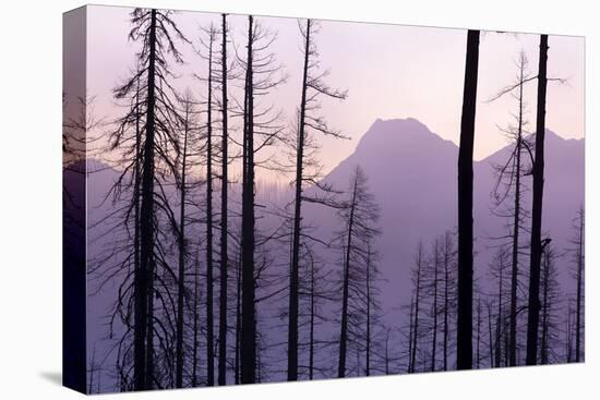 Glacier National Park Forest-Jason Savage-Stretched Canvas