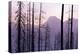 Glacier National Park Forest-Jason Savage-Stretched Canvas