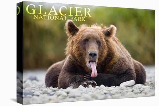 Glacier National Park - Grizzly Bear with Tongue Out-Lantern Press-Stretched Canvas