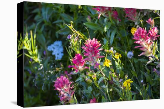 Glacier National Park, Montana. Alpine flower-Yitzi Kessock-Premier Image Canvas