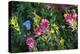 Glacier National Park, Montana. Alpine flower-Yitzi Kessock-Premier Image Canvas