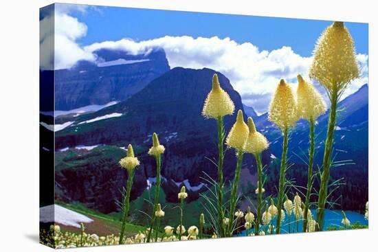 Glacier National Park, Montana - Beargrass in Bloom-Lantern Press-Stretched Canvas