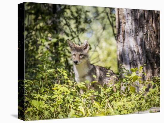 Glacier National Park, Montana. Coyote-Yitzi Kessock-Premier Image Canvas