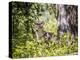 Glacier National Park, Montana. Coyote-Yitzi Kessock-Premier Image Canvas