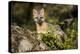 Glacier National Park, Montana. Grey Fox-Yitzi Kessock-Premier Image Canvas