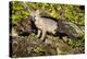 Glacier National Park, Montana. Grey Fox-Yitzi Kessock-Premier Image Canvas