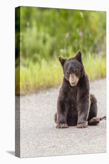 Glacier National Park, the Loser of Bear-Truck Collision on the Camas Road-Michael Qualls-Premier Image Canvas