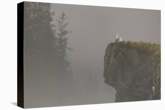 Glacous-winged gulls (Larus glaucescens) perched on a cliff in the mist, Valdez, Alaska, United Sta-Ashley Morgan-Premier Image Canvas
