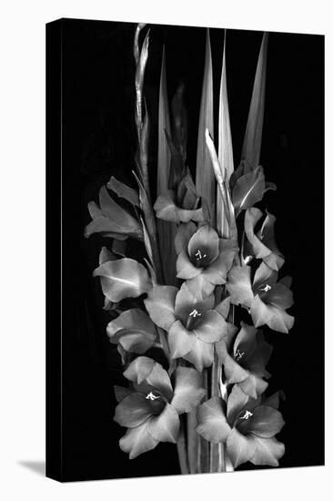 Gladiola Study-Anna Miller-Premier Image Canvas