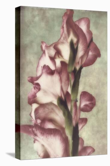 Gladiola-Mindy Sommers-Premier Image Canvas