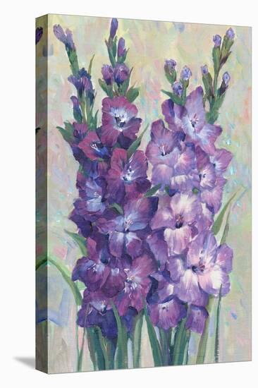 Gladiolas Blooming II-Tim OToole-Stretched Canvas